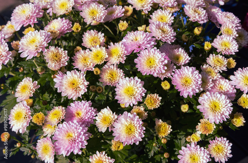 Background with beautiful autumn flowers asters