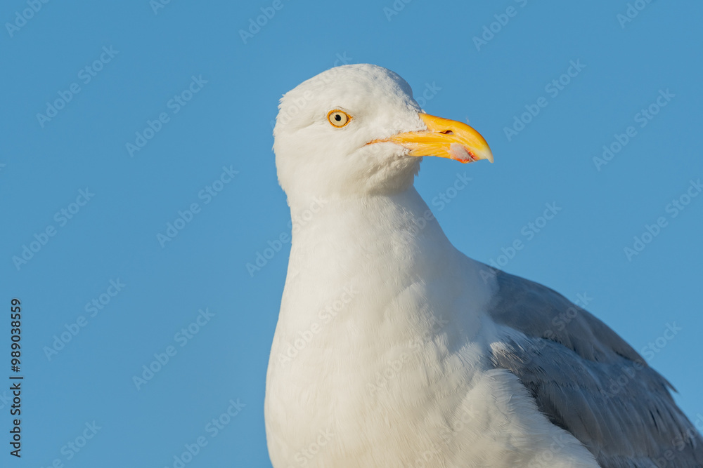 Portrait of a herring gull (Larus argentatus) in the cliffs of the Atlantic Ocean Portrait of a herring gull (Larus argentatus) in the cliffs of the Atlantic Ocean