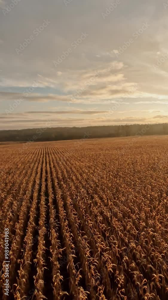 FPV flying drone over agricultural field. Picturesque orange harvest wheat field crops and beautiful skyline. Sunset view. Aerial shot. FPV flying drone over agricultural field. Picturesque orange harvest wheat field crops and beautiful skyline. Sunset view. Aerial shot.