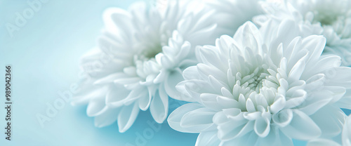 お供えの花　白菊