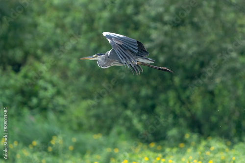 France - Loire River - Grey Heron (Ardea cinerea)