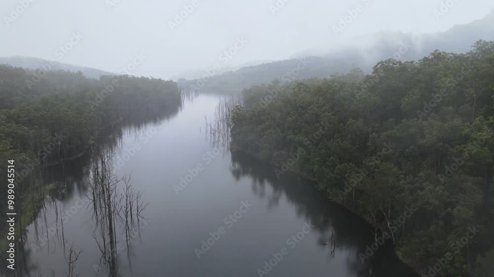 A Mass of dead trees near Pine Creek Bridge, Springbrook National Park, Queensland, Australia A Mass of dead trees near Pine Creek Bridge, Springbrook National Park, Queensland, Australia