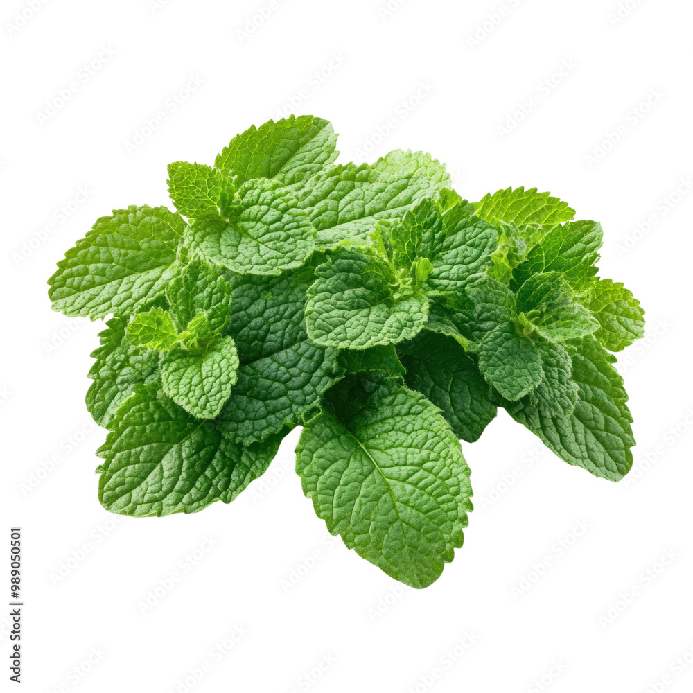 Fresh mint leaves, vivid green, isolated on a white background. transparent background. Fresh mint leaves, vivid green, isolated on a white background. transparent background.