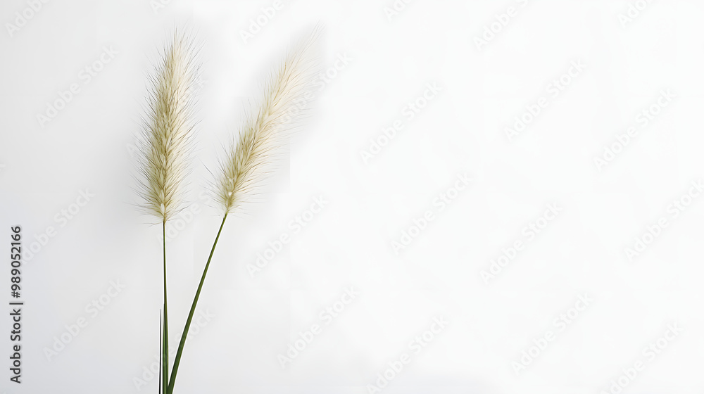 Fototapeta premium Two White Grass Spikes on White Background.