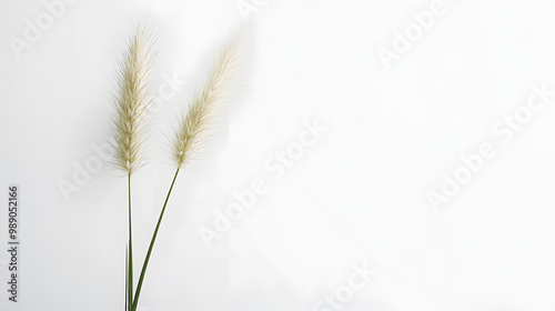 Two White Grass Spikes on White Background.