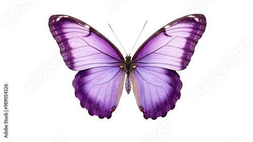 A colorful butterfly with blue and black wings, isolated on a white background, showcasing the beauty of nature in spring and summer