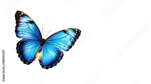 A colorful butterfly isolated on a white background, showcasing its beautiful wings and intricate details