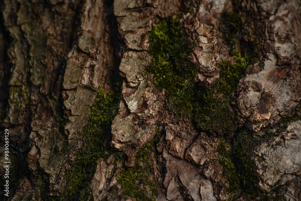 brown oak bark, close up - background wallpaper brown oak bark, close up - background wallpaper