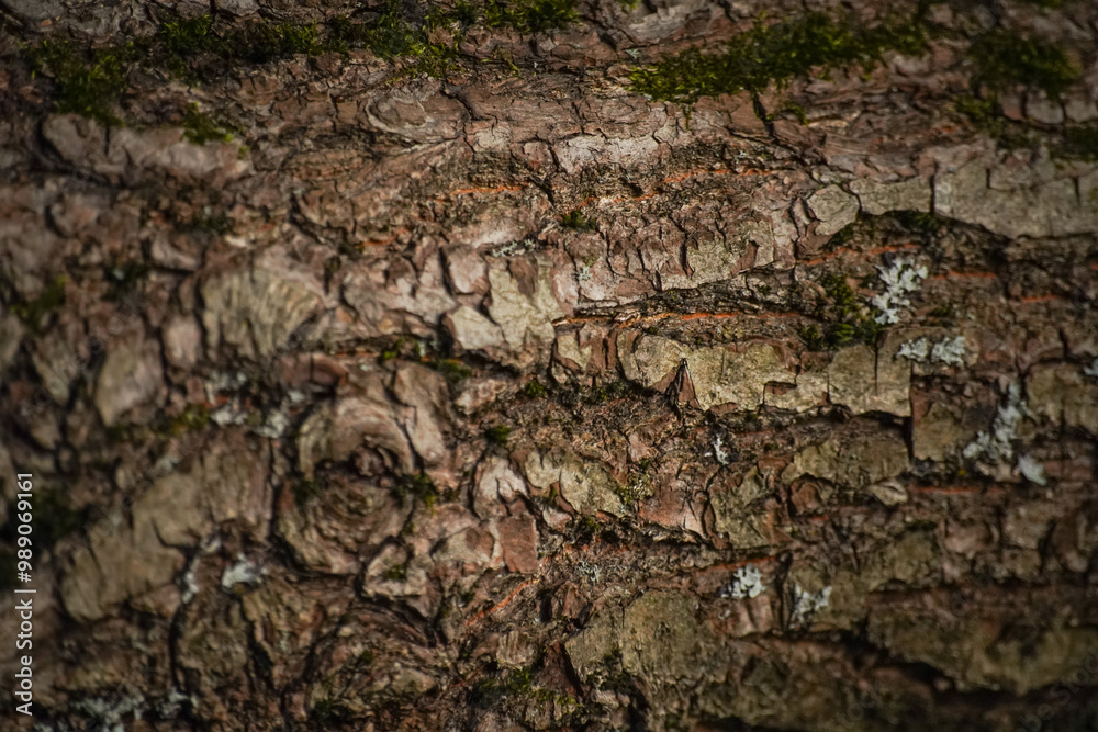 brown oak bark texture, close up - background wallpaper brown oak bark texture, close up - background wallpaper