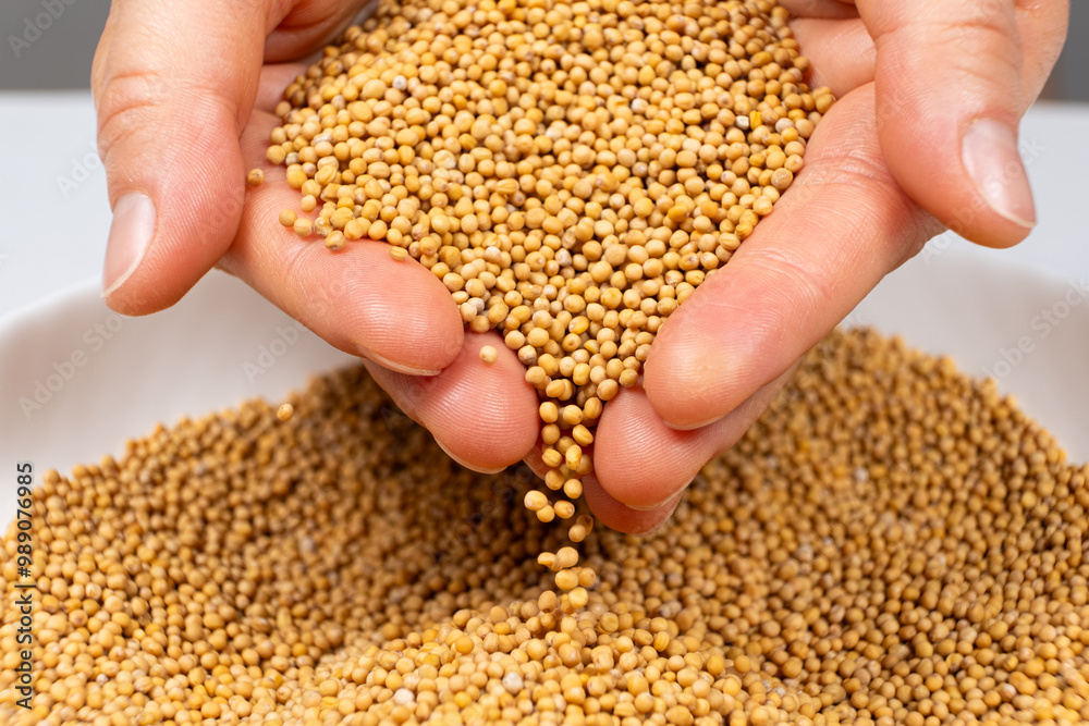 Mustard grains spilling out of hands, organic natural seasoning. Mustard grains spilling out of hands, organic natural seasoning.