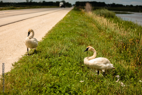 A pair of Trumpeter Swans with its cygnet on the grassy roadside area of Hwy 49, that runs through the Horicon Naitonal Wildlife Refuge, Waupun, Wisconsin in late July, with vehicles rushing by photo