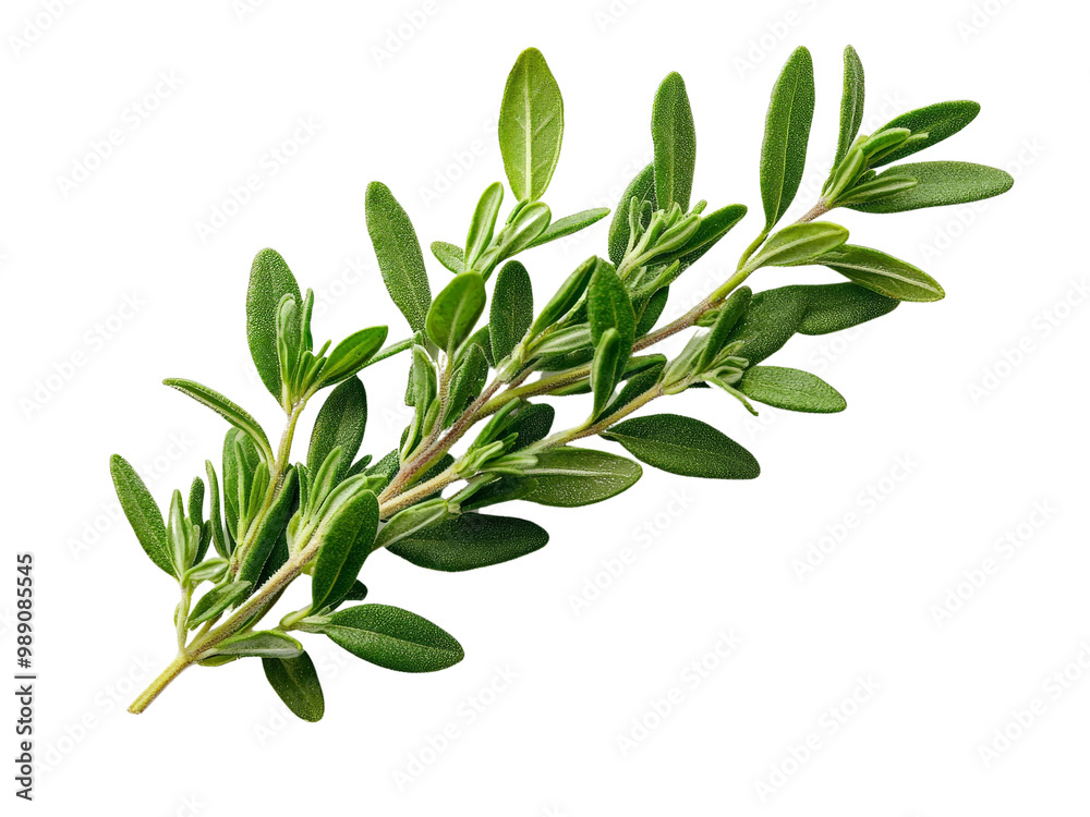 Obraz premium A fresh sprig of wild thyme, isolated on a clean transparent background, PNG file.