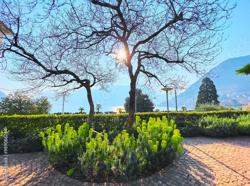 The garden bed with spurge, Parco Villa Malpensata, Lugano, Switzerland photo