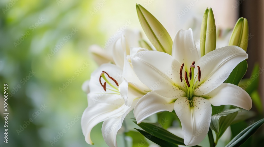 Die Eleganz weißer Lilien: Blühend in sanftem Licht für Frühlingsdeko und Inspiration Die Eleganz weißer Lilien: Blühend in sanftem Licht für Frühlingsdeko und Inspiration