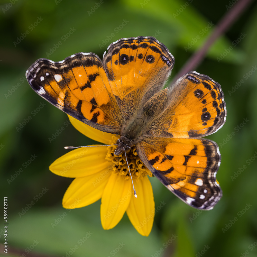 Obraz premium American Lady, Vanessa virginiensis, on yellow flower