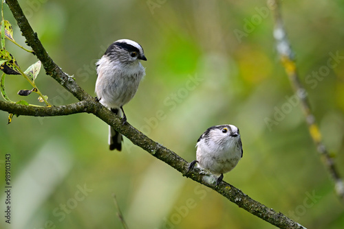 Long-tailed tit // Schwanzmeise (Aegithalos caudatus) photo