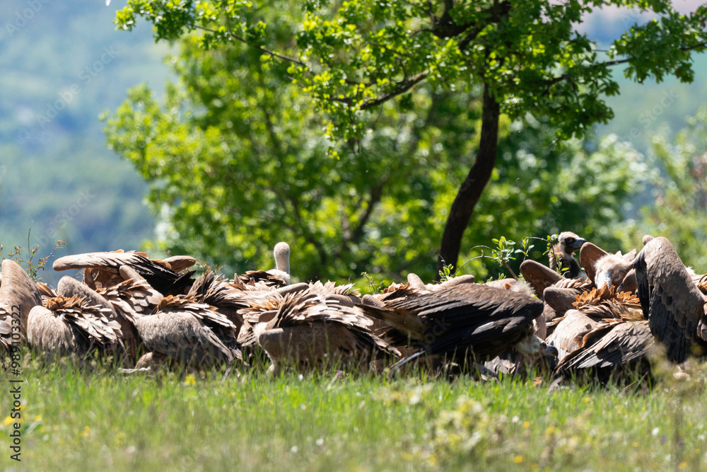 Vautour fauve,.Gyps fulvus, Griffon Vulture,, Vézouillac , Verrières, causse Rouge, Occitanie, Aveyron, 12, France Vautour fauve,.Gyps fulvus, Griffon Vulture,, Vézouillac , Verrières, causse Rouge, Occitanie, Aveyron, 12, France