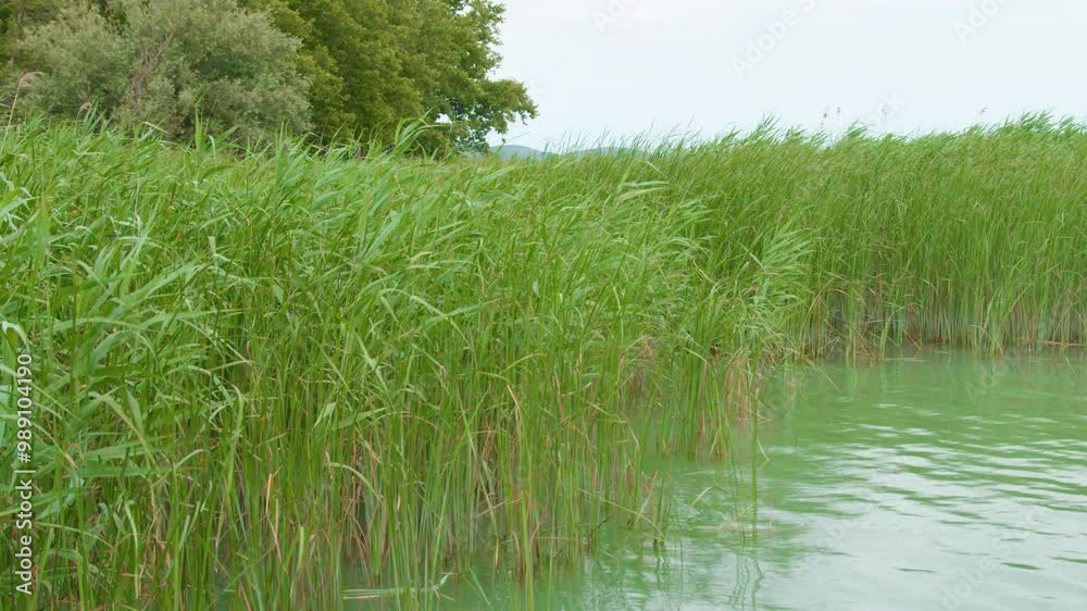 grass and water grass and water
