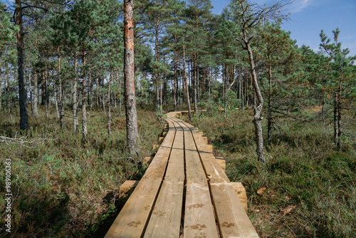 Vew of bog with wooden path, small ponds and pine trees. Hiking trail with wooden walkway that goes across the swamp.