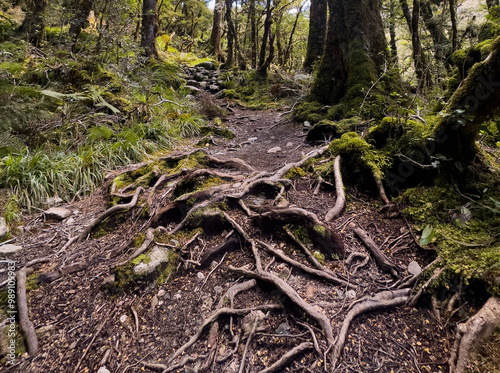 Tree roots in Fiordland National Park, South Island, New Zealand