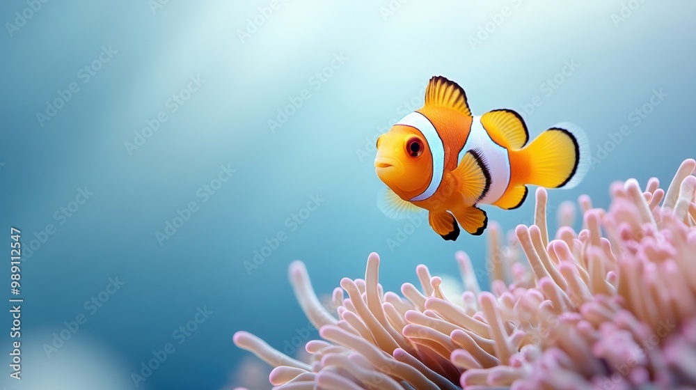 Vibrant Clown Fish Swimming in Coral Reef Vibrant Clown Fish Swimming in Coral Reef