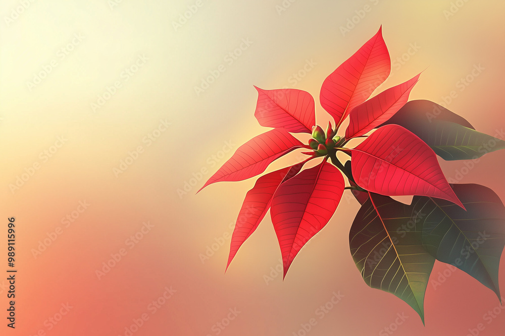 Fototapeta premium Vibrant red poinsettia with green leaves