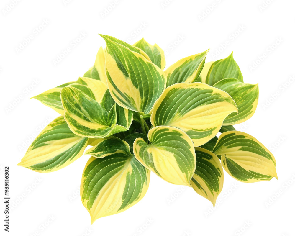 Luxury hosta Golden Tiara with green and yellow leaves in the garden close-up Luxury hosta Golden Tiara with green and yellow leaves in the garden close-up