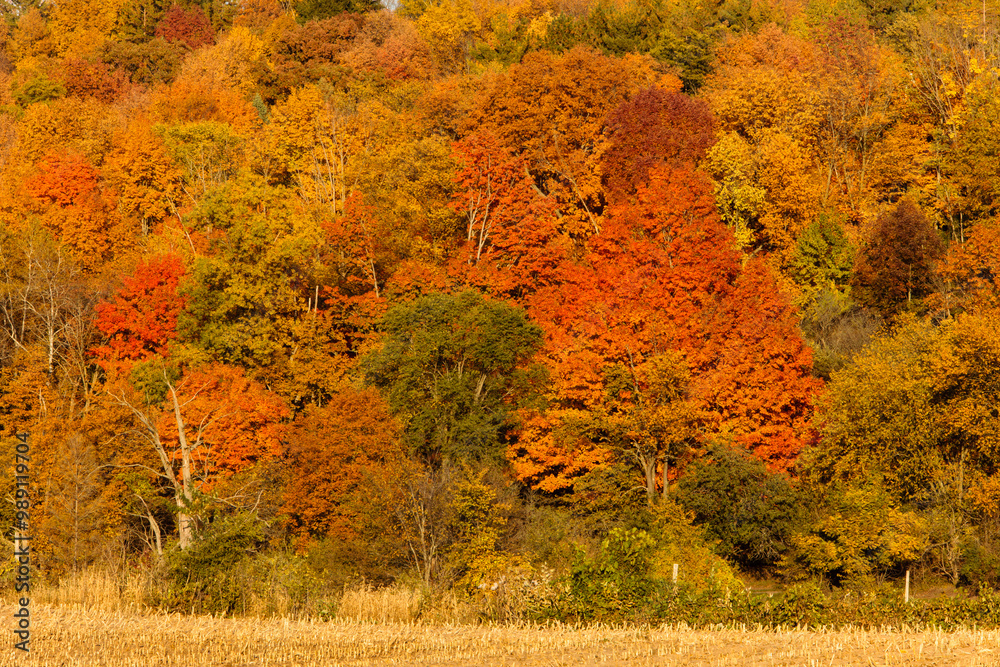 The hillside trees change colors in early October, now lit by the late afternoon sunshine near Hartford, Wisconsin. The hillside trees change colors in early October, now lit by the late afternoon sunshine near Hartford, Wisconsin.