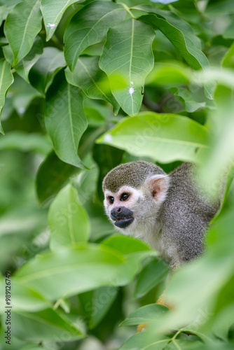 A squirrel monkey in a tree in Suriname, South America photo