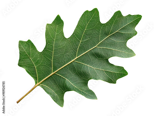 A single acorn leaf with deep green hues and visible veins, isolated on a clean transparent background, PNG file.