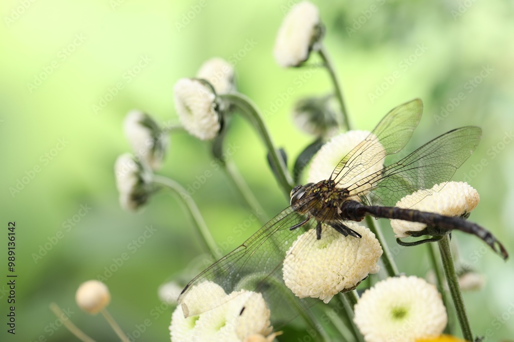 Beautiful dragonfly on flowers against blurred green background, macro view Beautiful dragonfly on flowers against blurred green background, macro view
