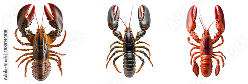 Raw lobster collection on transparent background