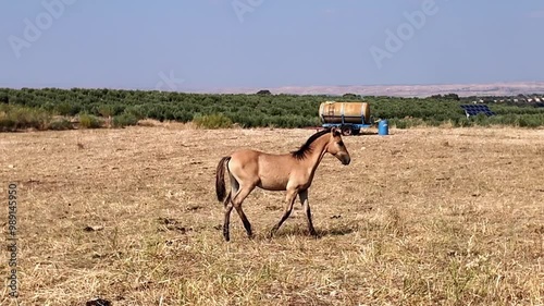 Un potrillo camina por el campo y se acerca a su madre yegua para mamar