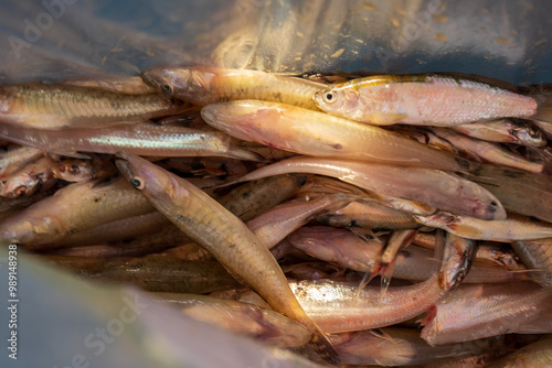small fish in bag, freshly caught fish, Ganges river, Padma Bangladesh.