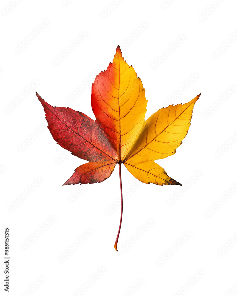 Brightly colored autumn leaf on a white background transparent Brightly colored autumn leaf on a white background transparent