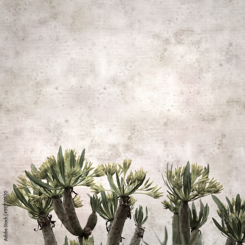 stylish square textured old paper background with flowers of  Kleinia neriifolia, Canary Islands endemic photo