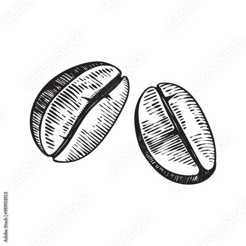2 coffee beans in engraving style. Icon for coffee shop, menu or coffee brand