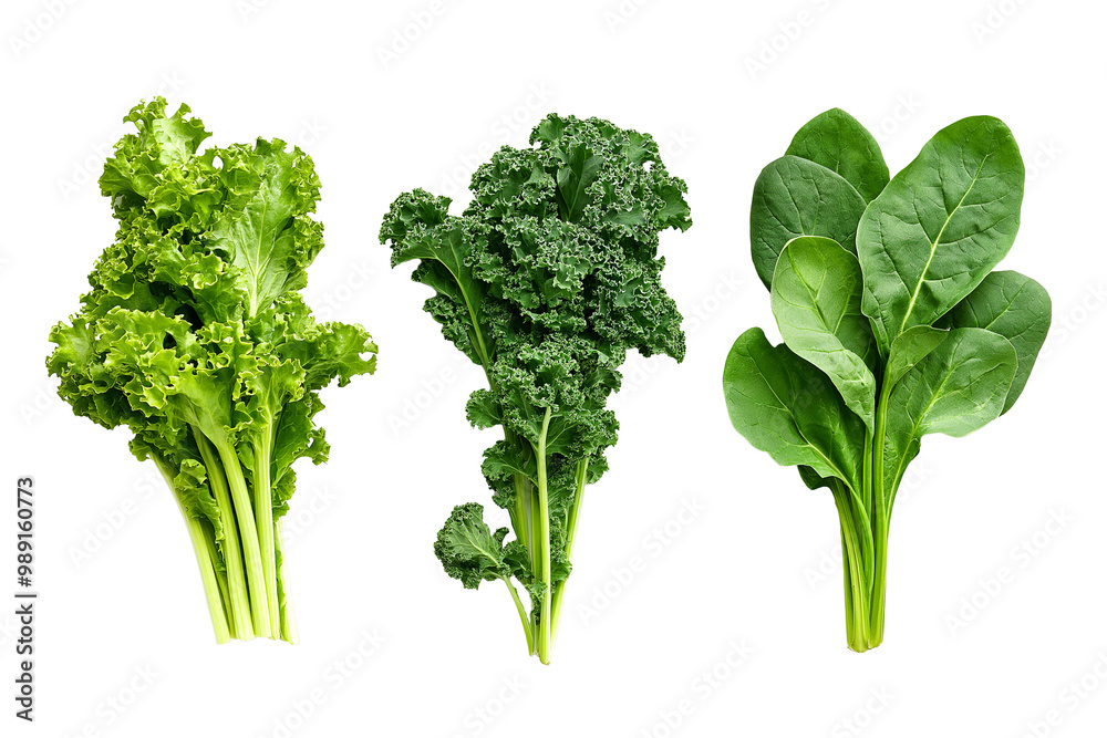 Fototapeta premium Three types of fresh leafy greens, including lettuce, kale, and spinach, isolated on a transparent background.