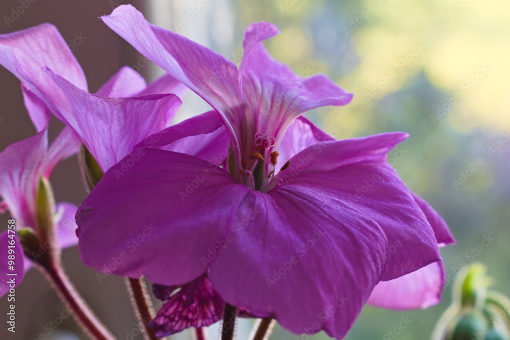 Macro photo of violet geranium flowers