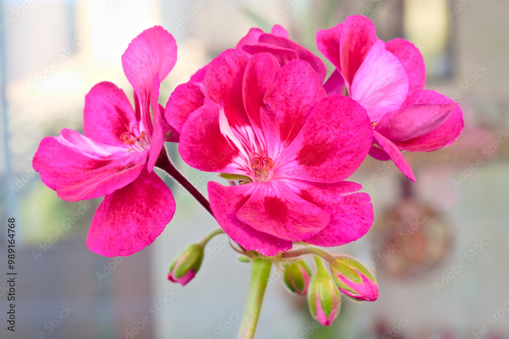 Macro photo of bright pink geranium flowers