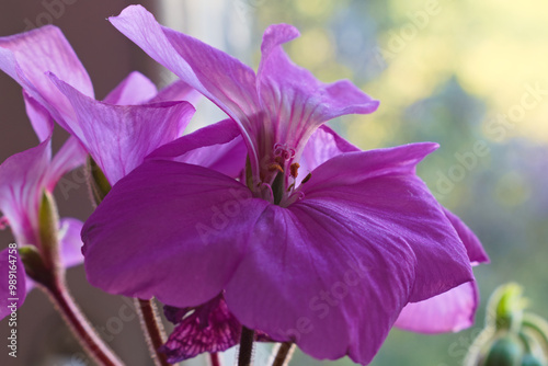 Obraz na płótnie Macro photo of violet geranium flowers w salonie
