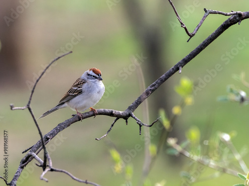 A Chipping Sparrow perching on a small branch.