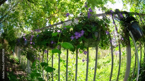bright flowers in the wind