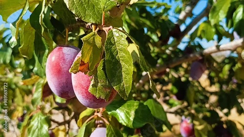 Ripe red plums on the tree in the garden ready to be sold in the market and eaten