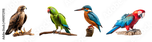 Collection of birds from different species perched on a branch, isolated on transparent background cutout, PNG file