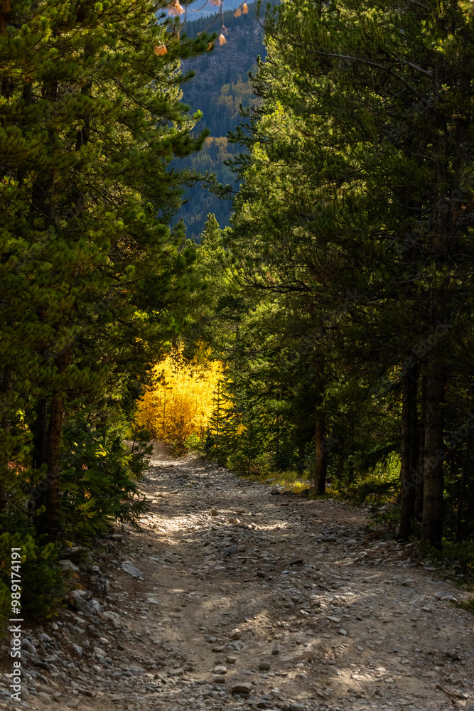 Fototapeta premium Fall Colors in the Rocky Mountains, Breckenridge Colorado, Yellow Leaves, Hikes