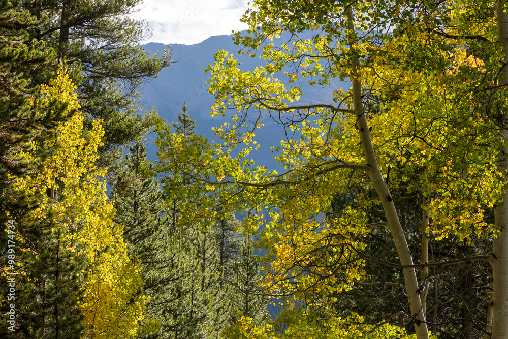 Fototapeta premium Autumn in Breckenridge, Aspen Trees, Hiking
