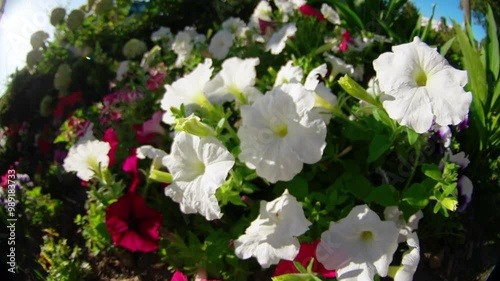 white flowers in the garden