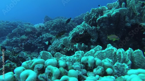 The underwater world of the Red Sea