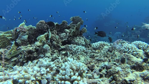 The underwater world of the Red Sea
